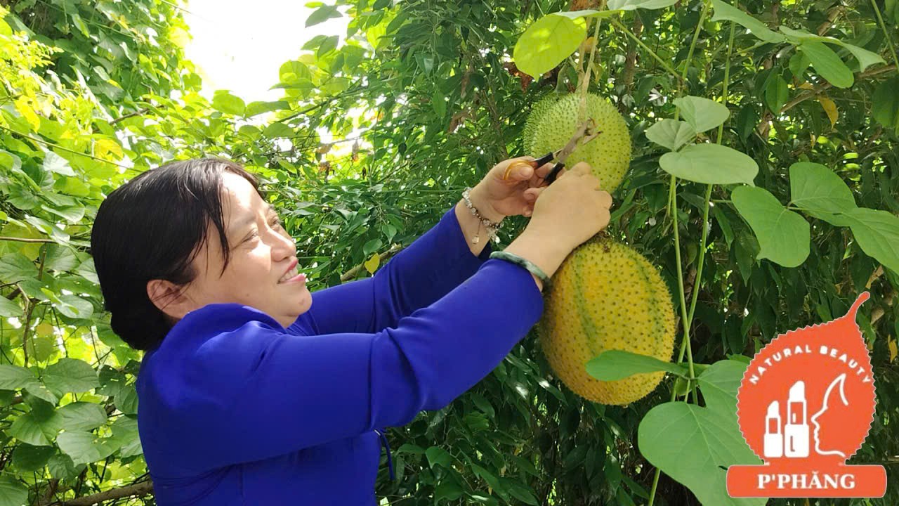 THU HOẠCH GẤC CHÍN