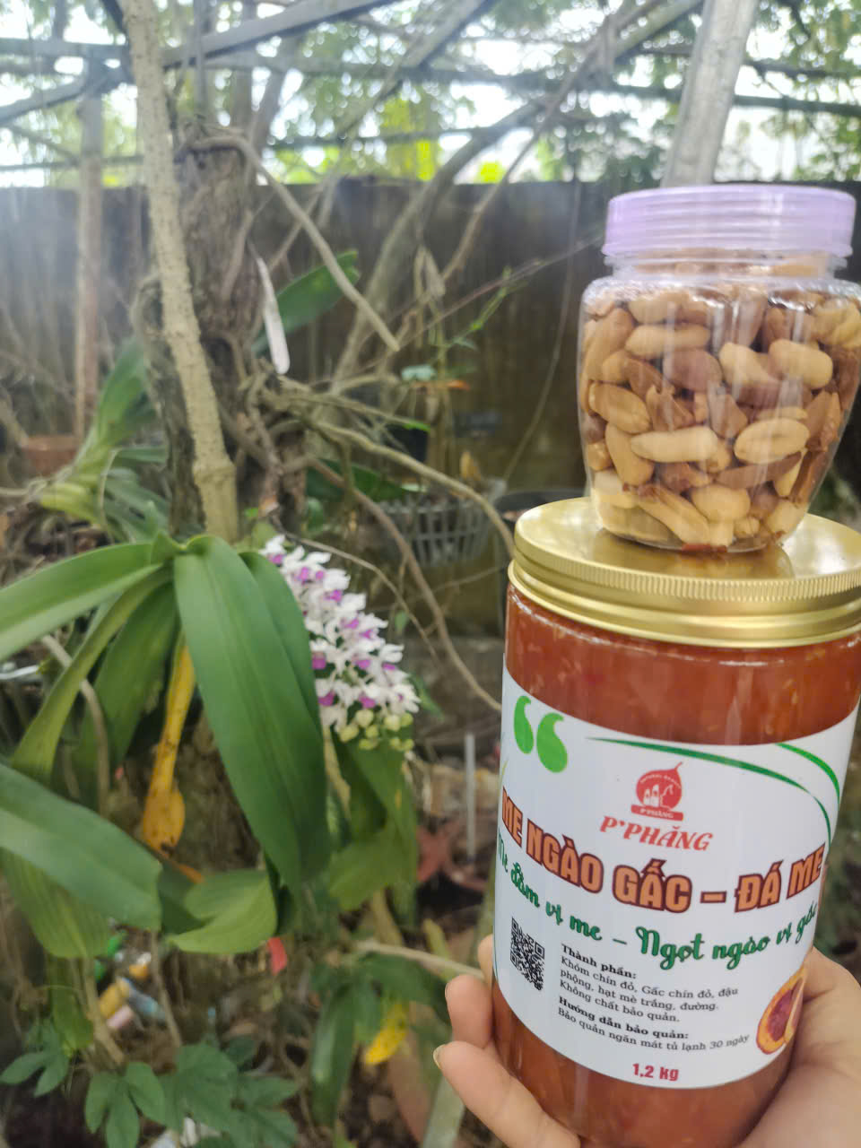 ME NGÀO GẤC